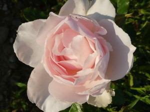 HELENS ROSE (floribunda)